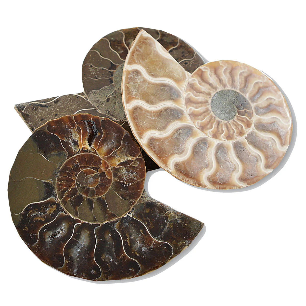 Ammonite Cut and polished - Science and Nature