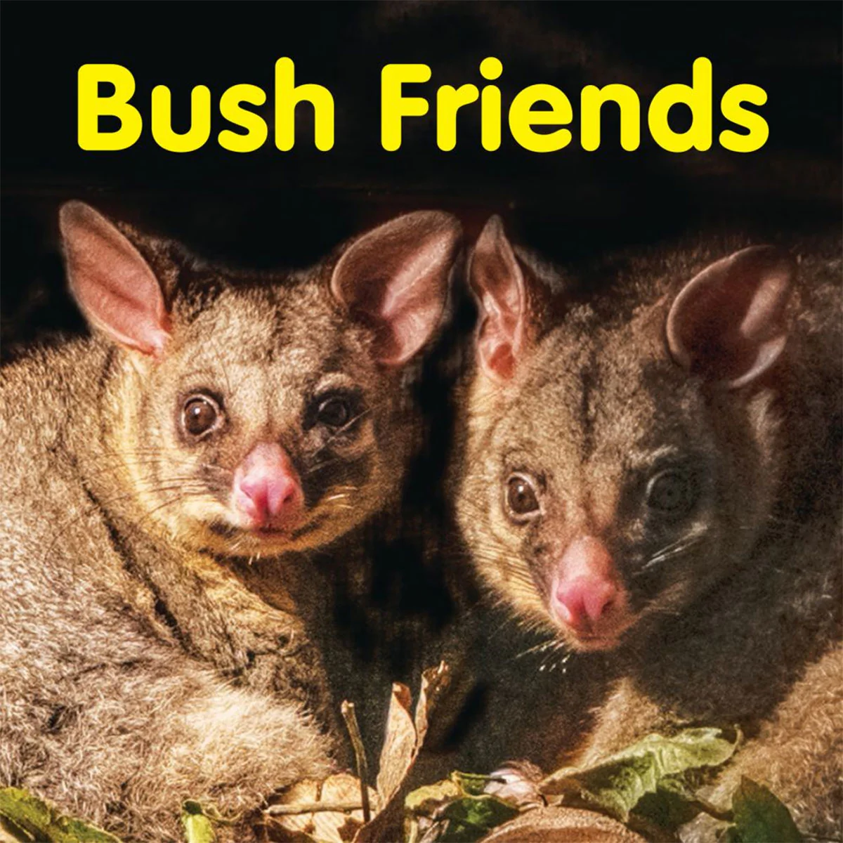 Bush Friends Board Book