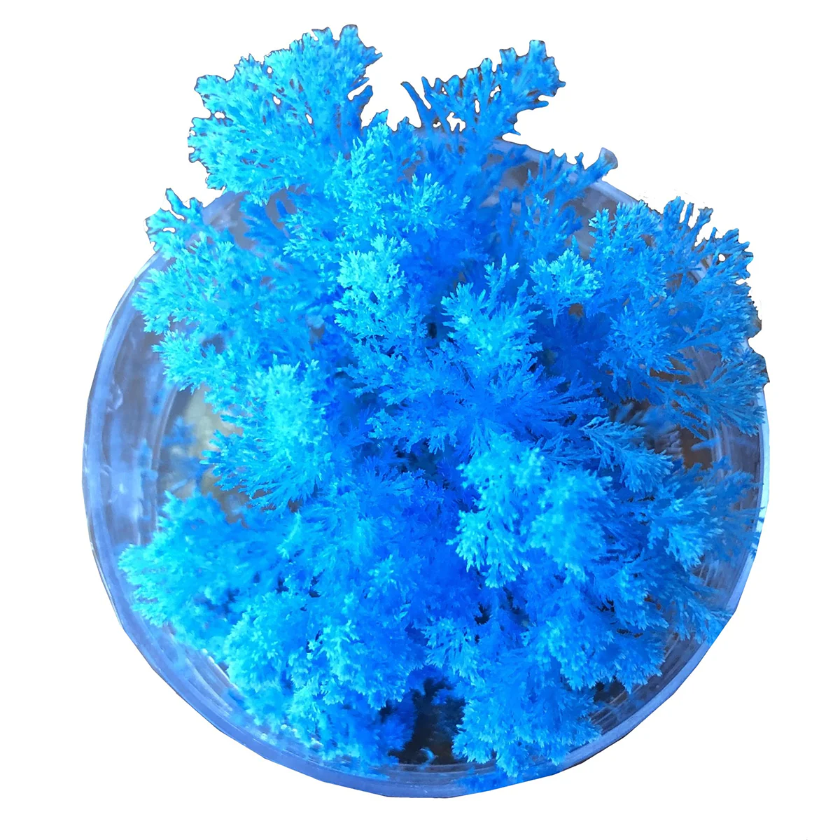 Coral Reef Magic Rock - Science & Nature - Image 2