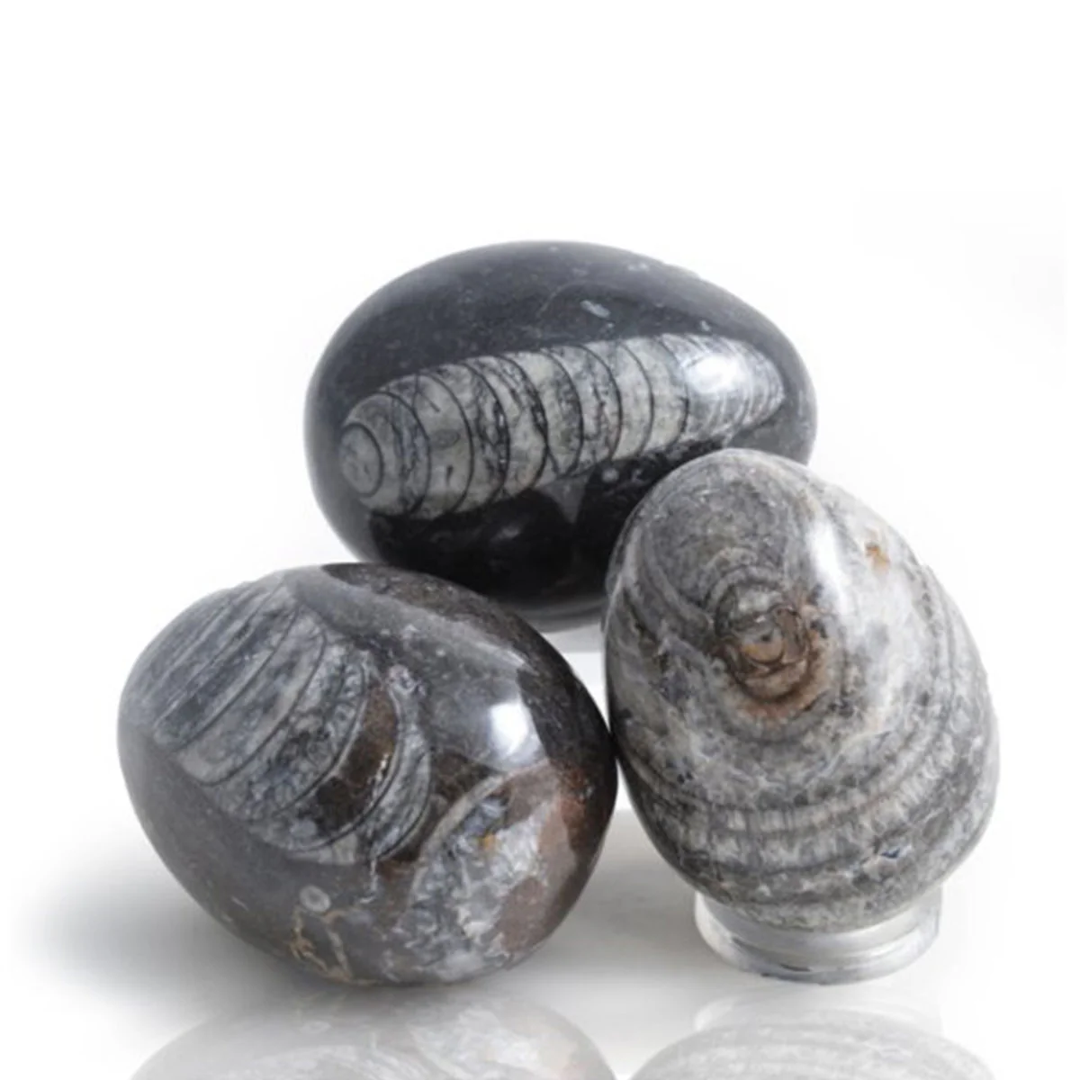 Fossil Nautiloid Egg - Science and Nature
