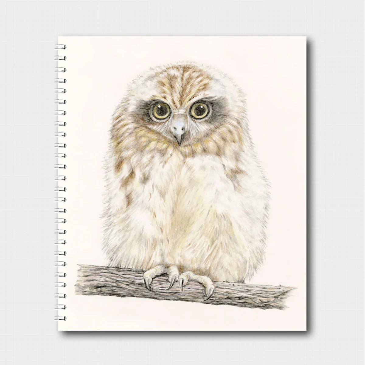 Journal Southern Boobook Owl Chick Sandi Rigby