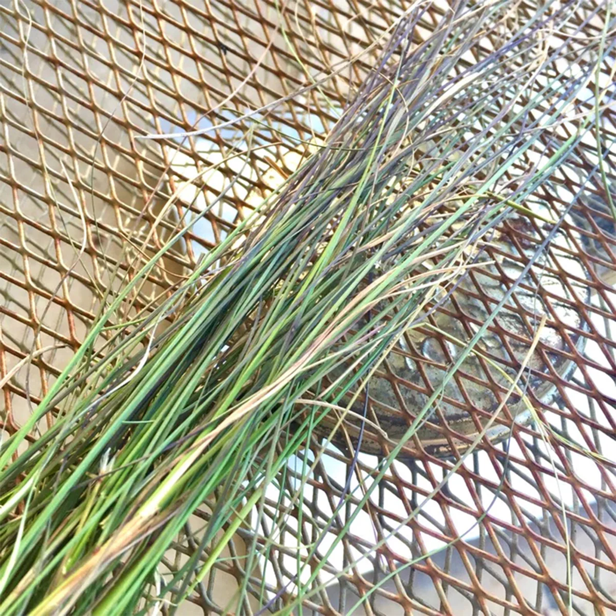 Native Lemon Grass Stalk 50g - Warndu - Image 2