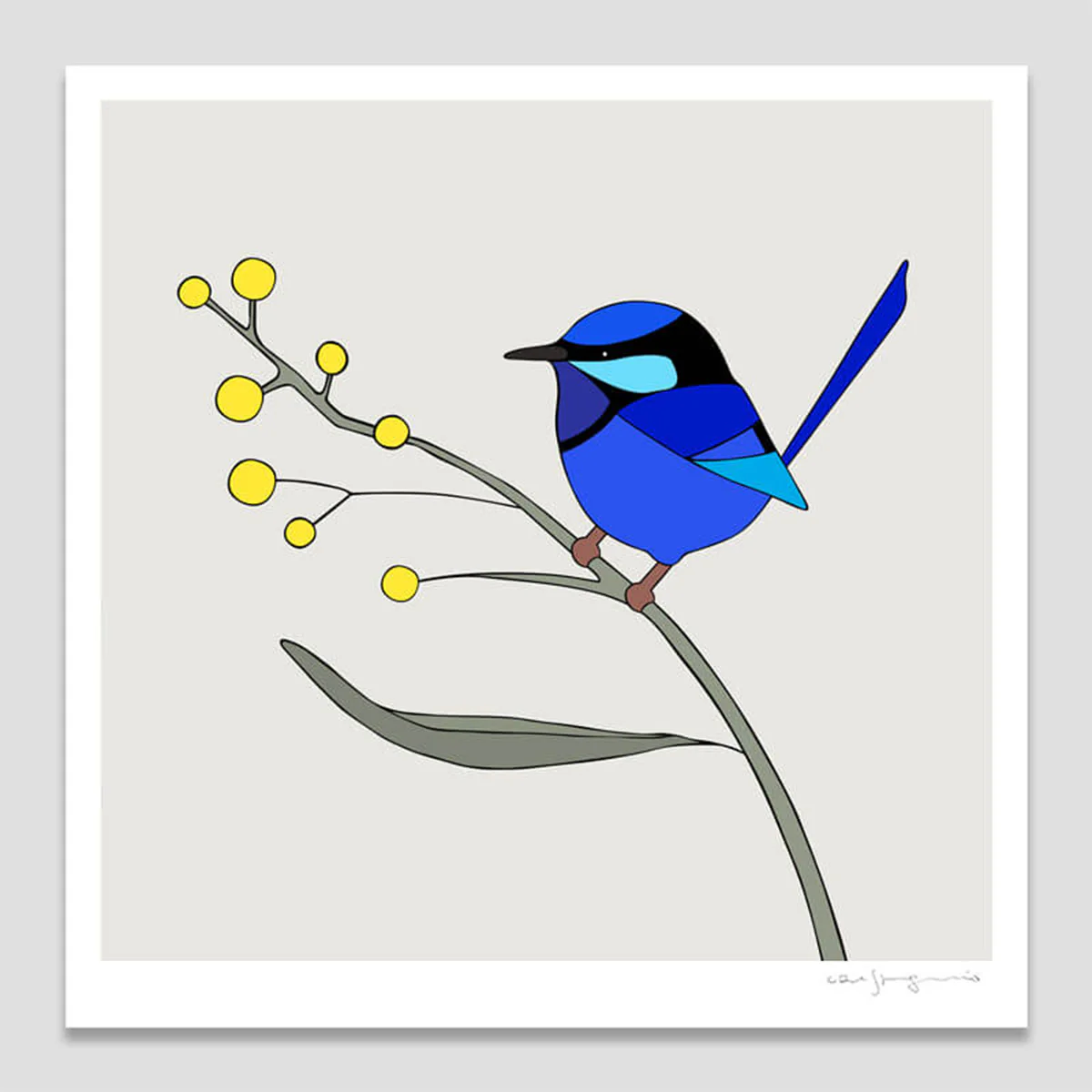 Print Splendid Fairy Wren & Wattle 21x21cm - Eggpicnic