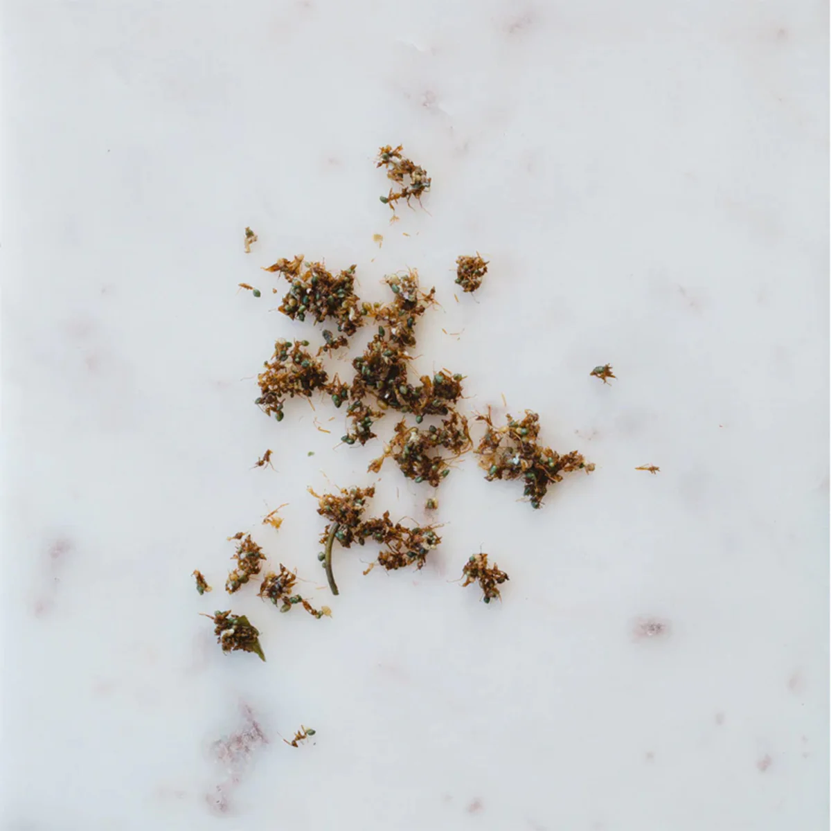 Tea Wild Mint Peppermint Tyrant Ant 25g - Warndu - Image 2